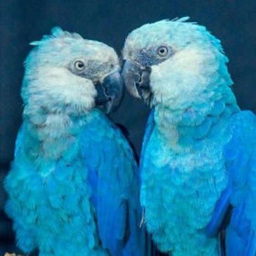 The Species Which Went Extinct in 2018 - And The Ones We Could Be Set To Lose