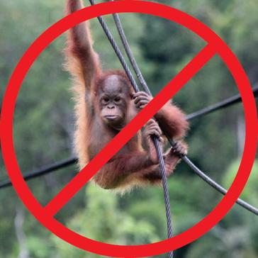 Why You Shouldn't Volunteer With Animals Abroad