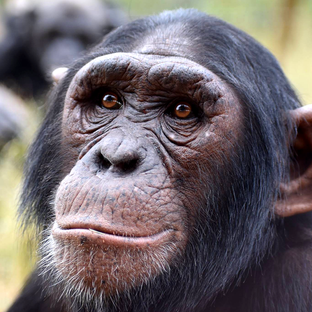 Fascinating Facts About Chimpanzees