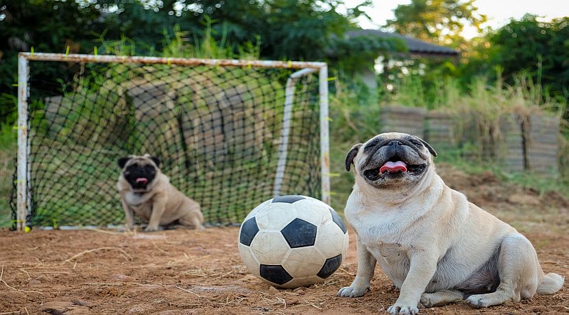 The Story Behind Some Of The Animal Based Badges Of The Teams At Euro 2016!
