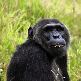 Before & After: Life at Chimp Eden