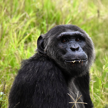 Before & After: Life at Chimp Eden