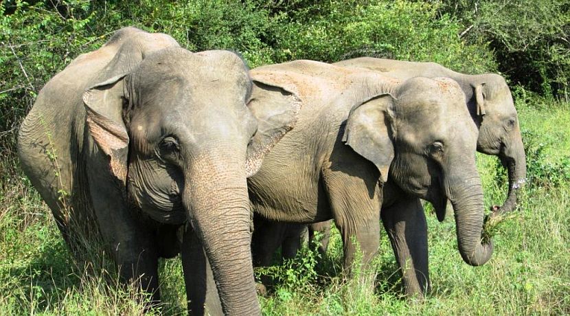 Elephant Conservation Diary - Sri Lankan Elephants