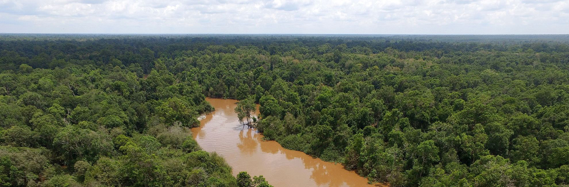 Nyaru Menteng Orangutan Sanctuary May Update