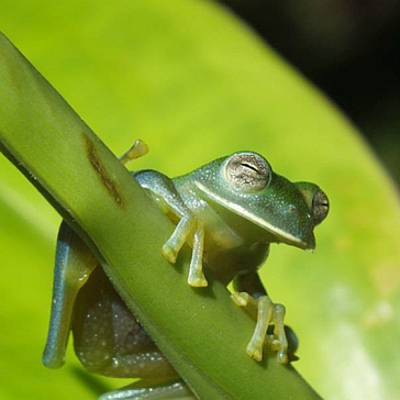 Updates from the Amazon