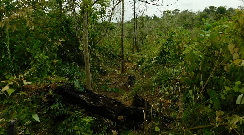 The Indonesian Forest Fires One Year Later - The Great Project Volunteers Have Helped To Plant Over 2,000 New Trees!