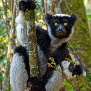 Looking for Lemurs: Species Found at the Lemur Research Project in Madagascar