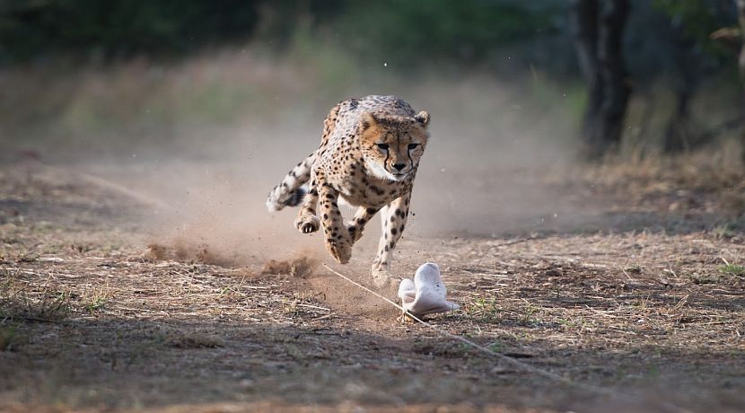 Look At The Cheetah Sanctuary In Namibia!
