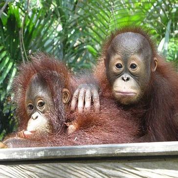 Return from Samboja Lestari Orangutan Sanctuary