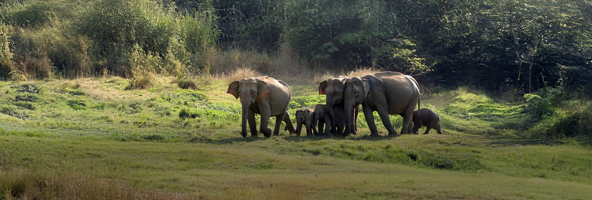 What Are The Volunteer's Plans For The Great Elephant Project This Summer?