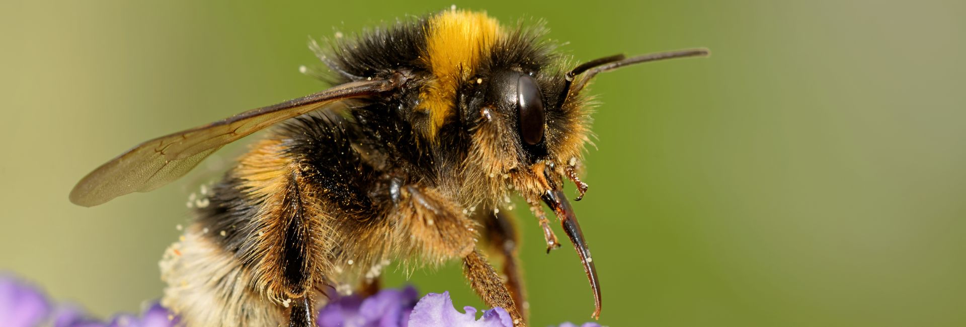 Don't Step On A Bee Day 2017 - Help Care For These Crucial Creatures!