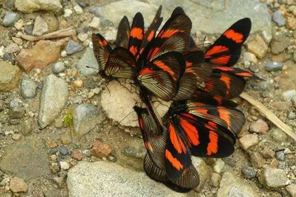 Butterfly Monitoring at the Amazon Conservation Project