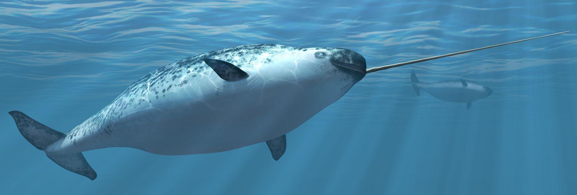 Are You Lacking Narhwhal Knowledge? Learn More About These Mysterious Creatures Of The Deep!