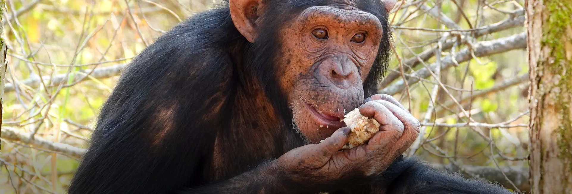 REVIEW: My incredible experience at Chimp Eden - Jane Goodall Institute