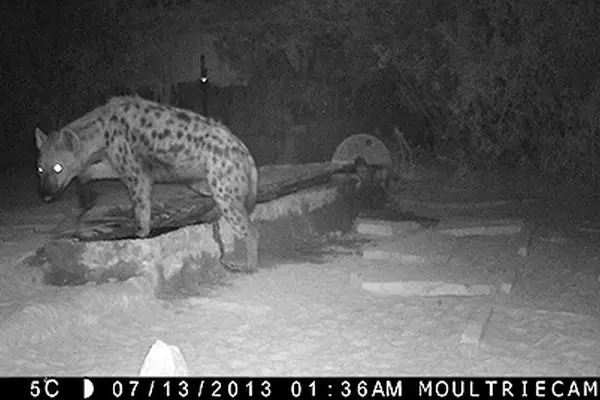 Camera Trapping