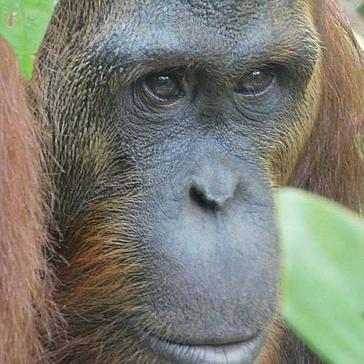 6 More Orangutans Ready For Release At Samboja Lestari!