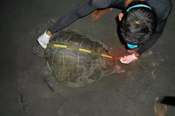 Measuring a Turtle at the Costa Rica Turtle Conservation Experience