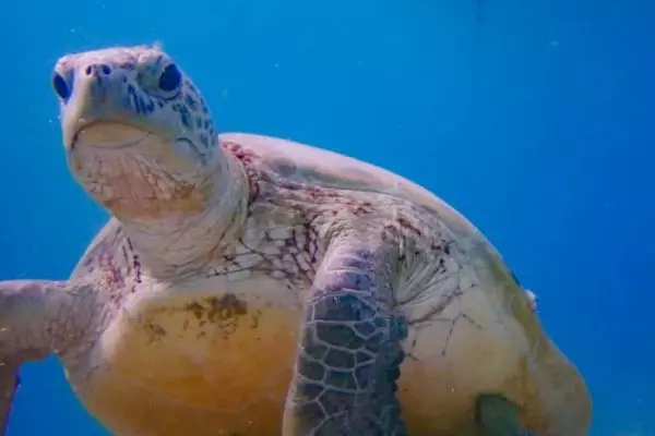 Turtle ID