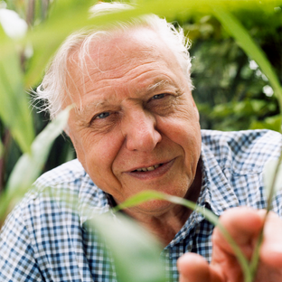 Sir David Attenborough 100th Birthday: A Century of Inspiring Conservation