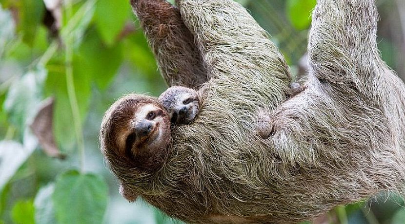 The Great Projects Wildlife Volunteering Holiday in Peru