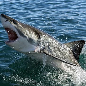 An Update From The Great White Shark Project! 