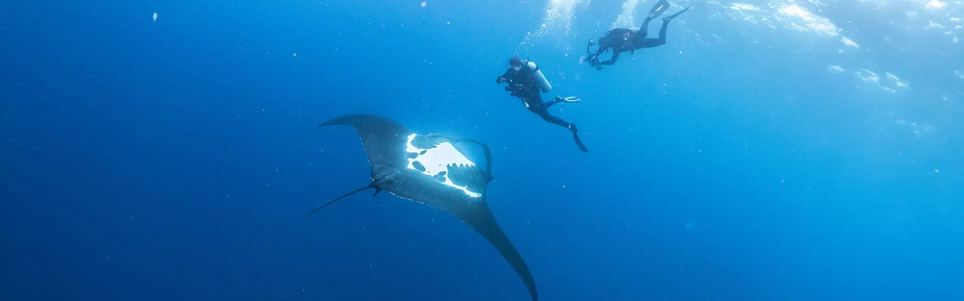 Animal Volunteer Work Abroad