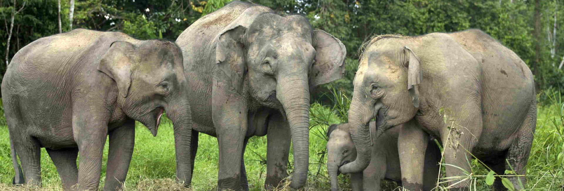 ​Last Minute Offer – Why Visit The Great Orangutan and Pygmy Elephant Project?