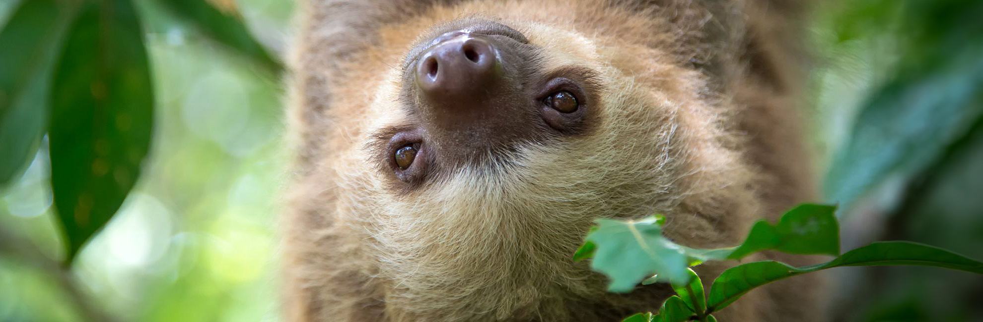 Working With Sloths