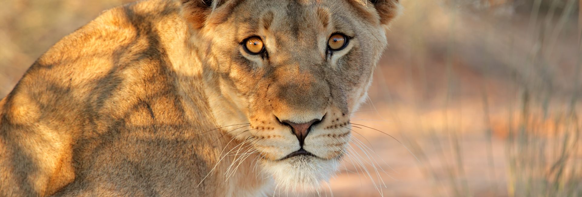 World Lion Day 2017 - The African Lion Could Be Extinct By 2050! 