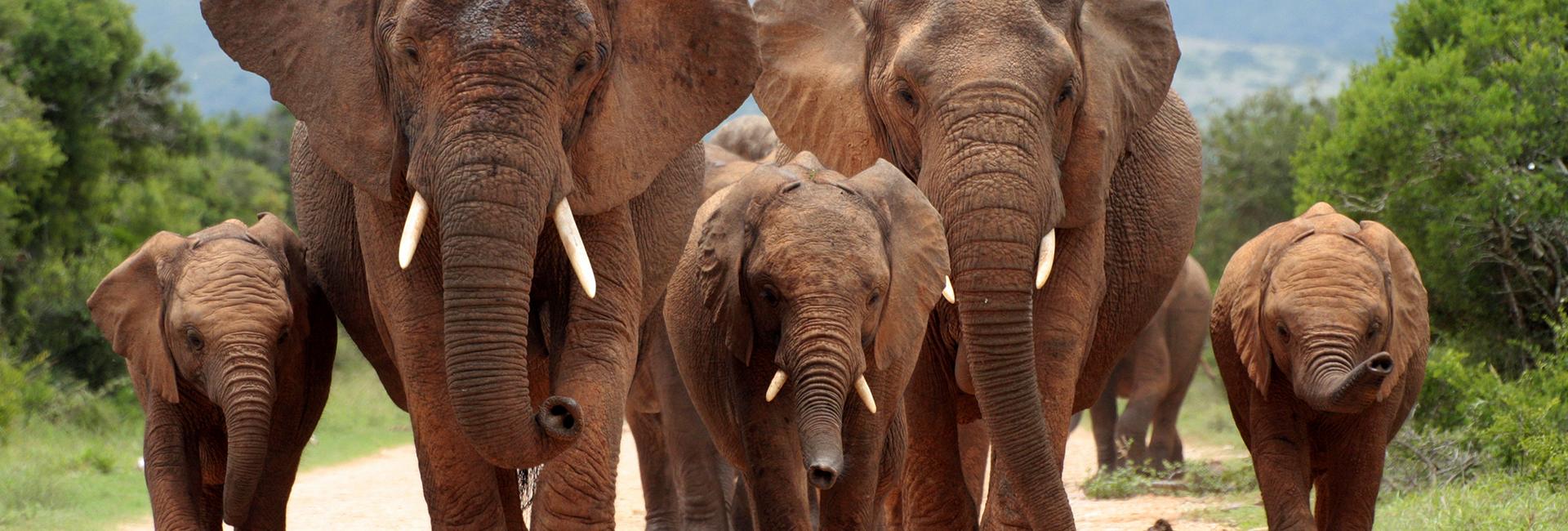 World Animal Day 2018