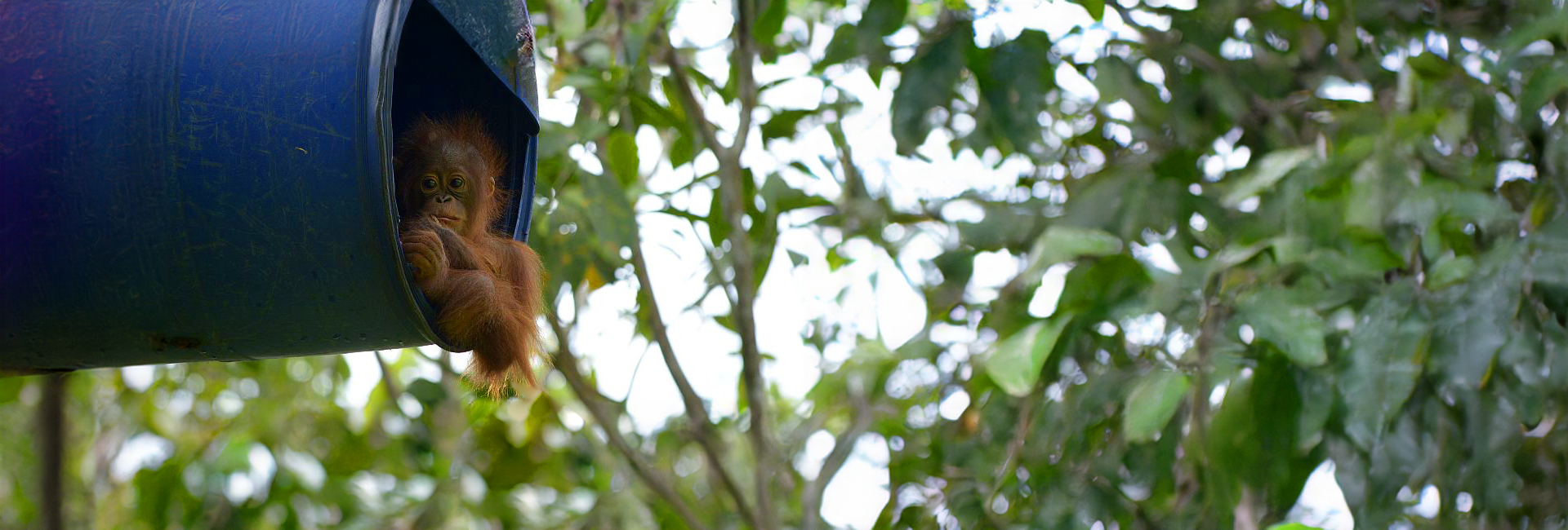 'I Actually Started Shaking...I Had No Idea I Would React So Strongly' - Read Alys' Review Of Her Time At Samboja Lestari!