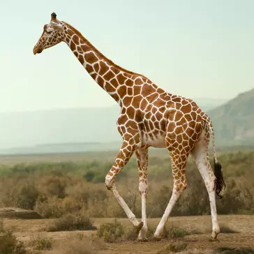 Silent Extinction - There Are Only 90,000 Giraffes Left In The Wild! 