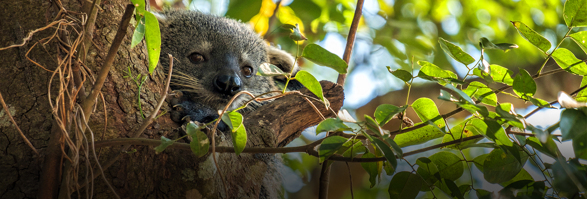 Laos Wildlife Sanctuary