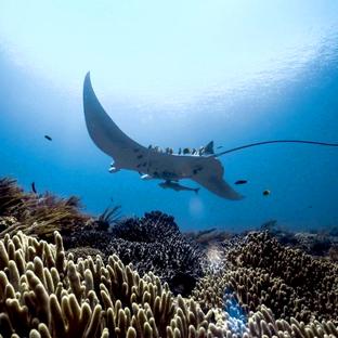 Raja Ampat Diving Project - Magical Manta Ray Moments!