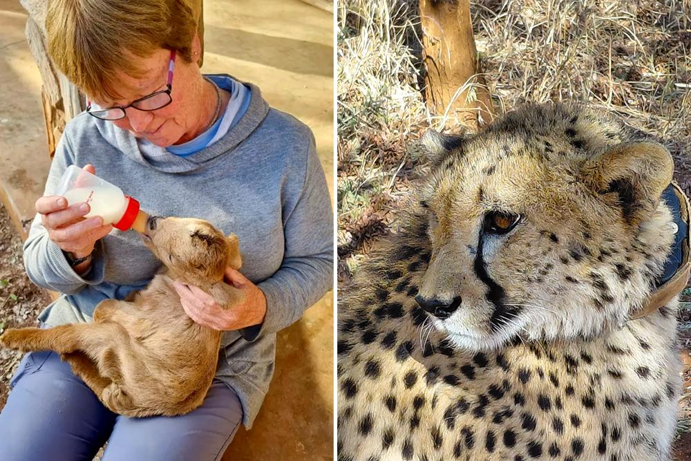 Sara Feeding Bakkis and Zyla the Cheetah