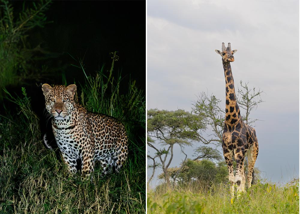 Leopard and giraffe at Lake Mburo National Park