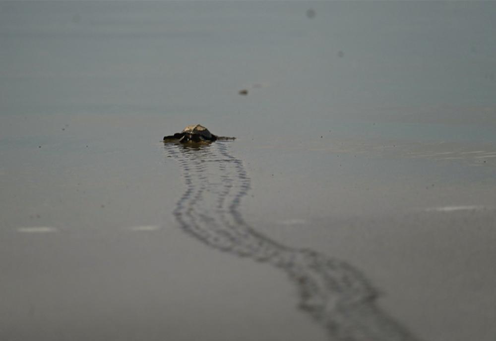 Turtle release on beach