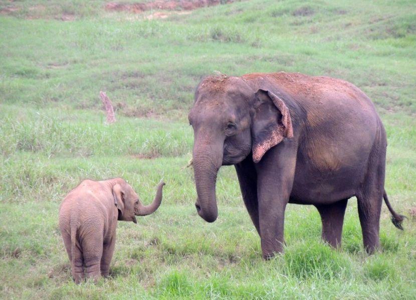 mother and cheeky baby elephant 