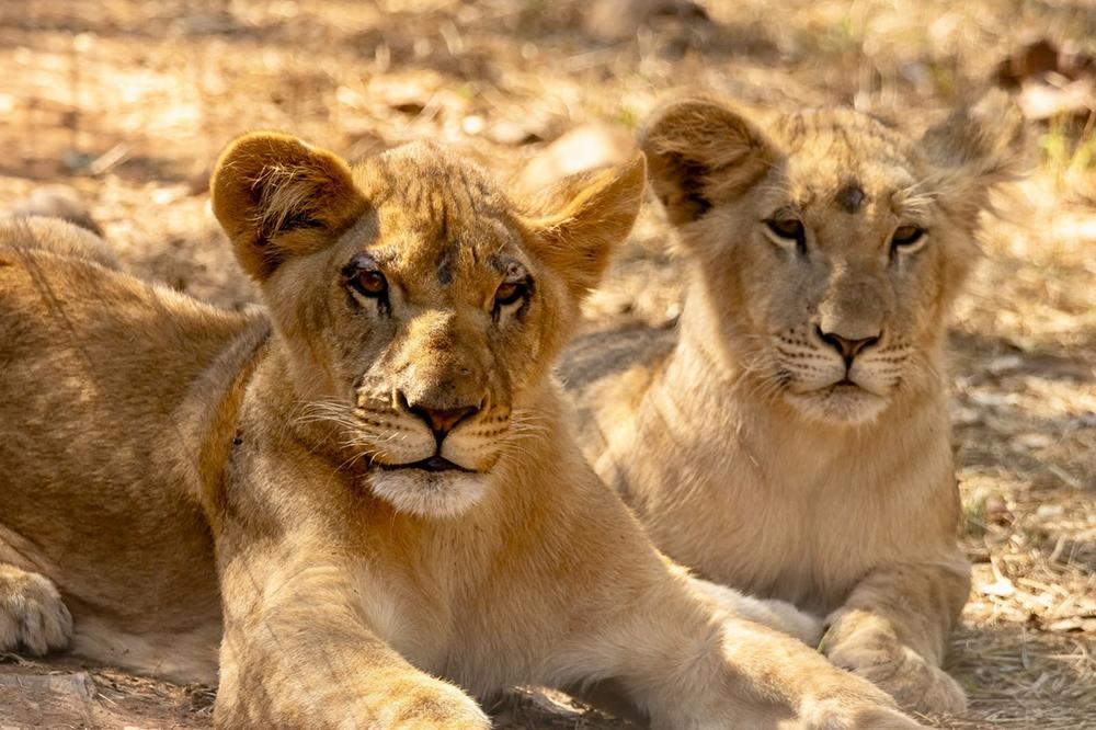 Rescued Lion Cubs Imara & Little Guy