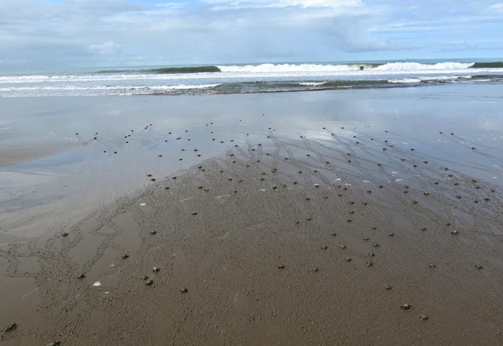 Turtle release in Costa Rica