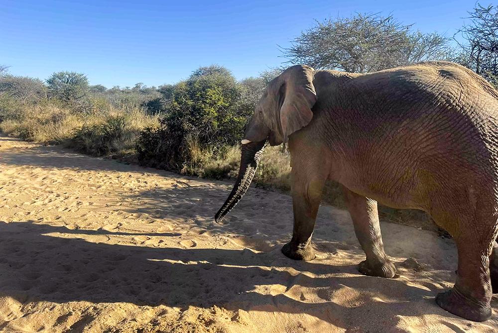 Near Elephant