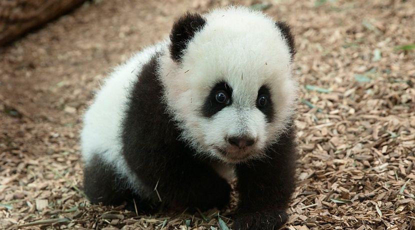 Baby Panda