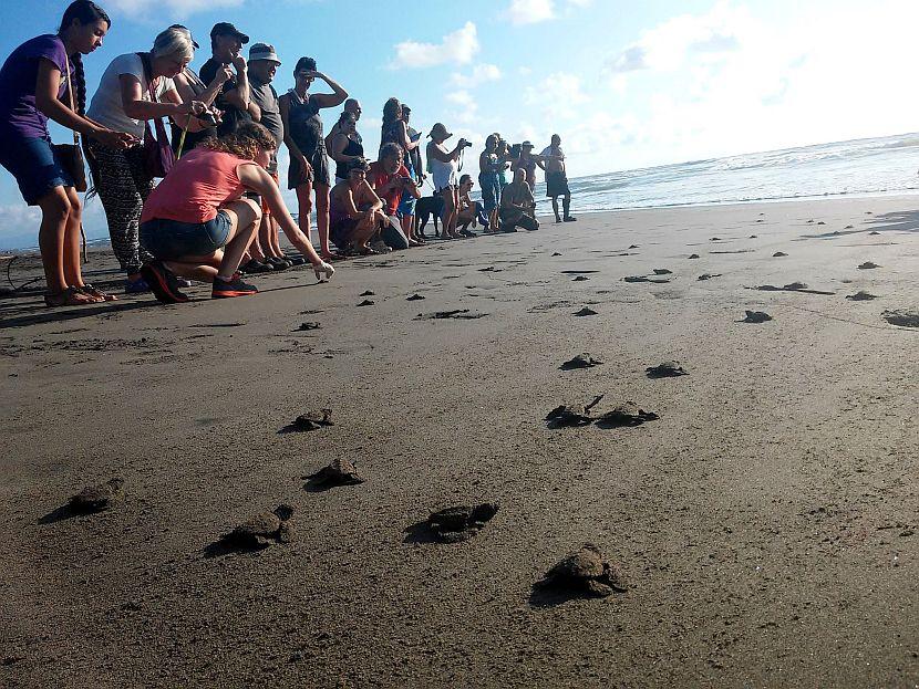 Turtle release