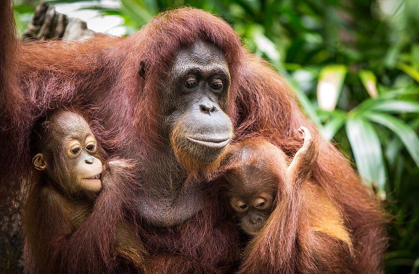 Orangutan family