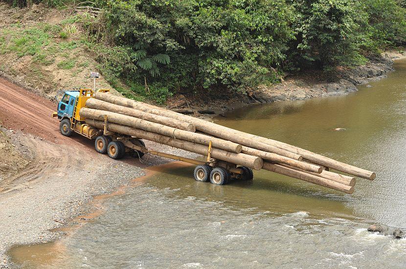 Illegal Logging