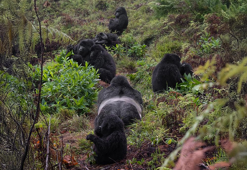 Gorilla Family Structures - The Great Gorilla Project