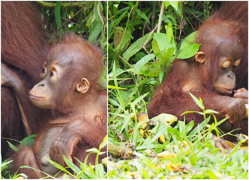 baby orangutan 