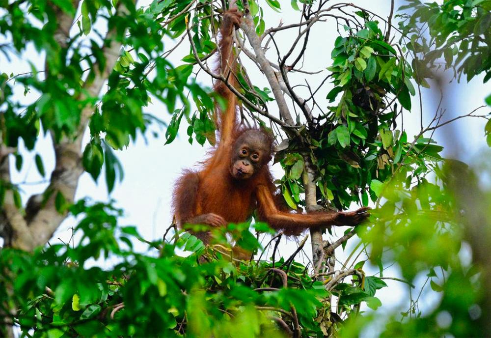 Baby Orangutan