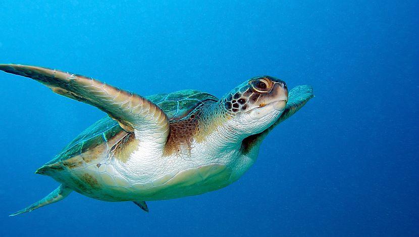 Loggerhead Turtle