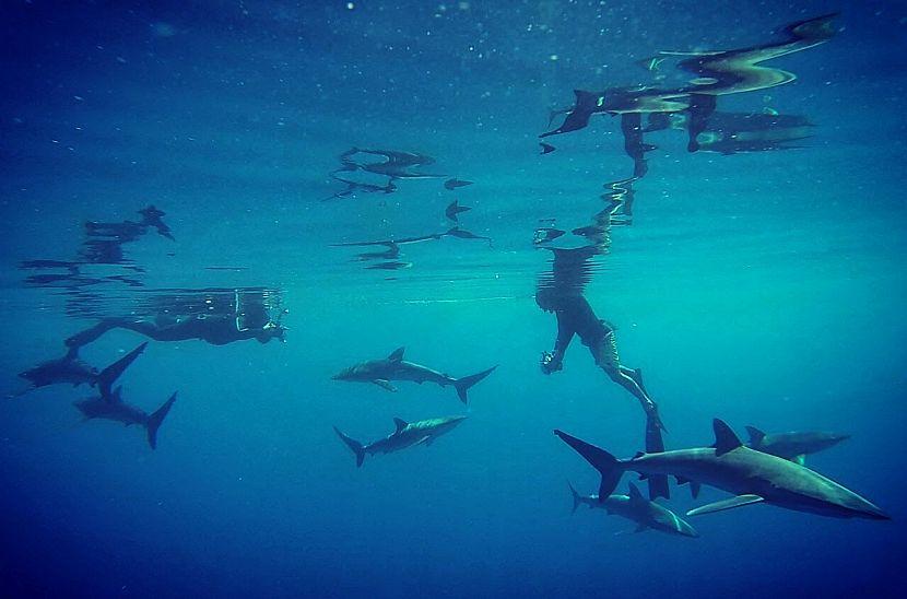 diving with sharks